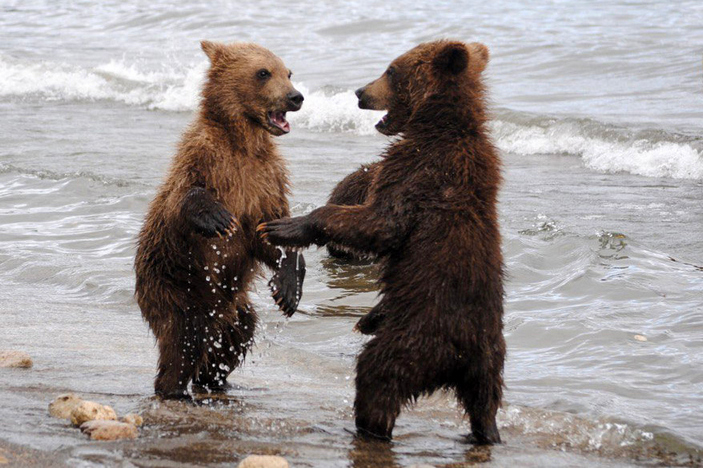 Играющие медвежата