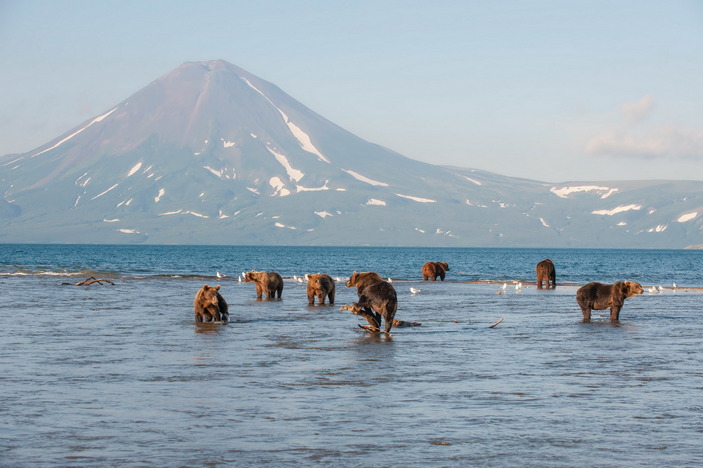 Медведи на Курильском озере