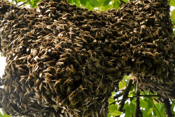 рой улей. пчелиный рой. медоносные пчелы рой. пчелиный рой фото. рой улей.