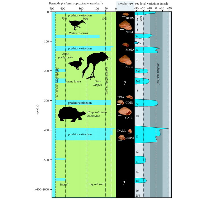 Изменения размеров улиток в плейстоцене