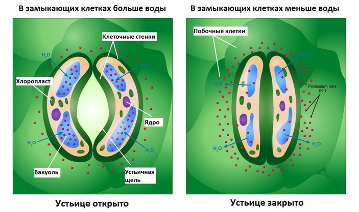 Механизм открывания и закрывания устьиц