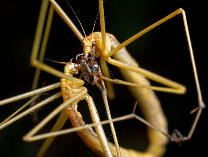 Apterobittacus apterus