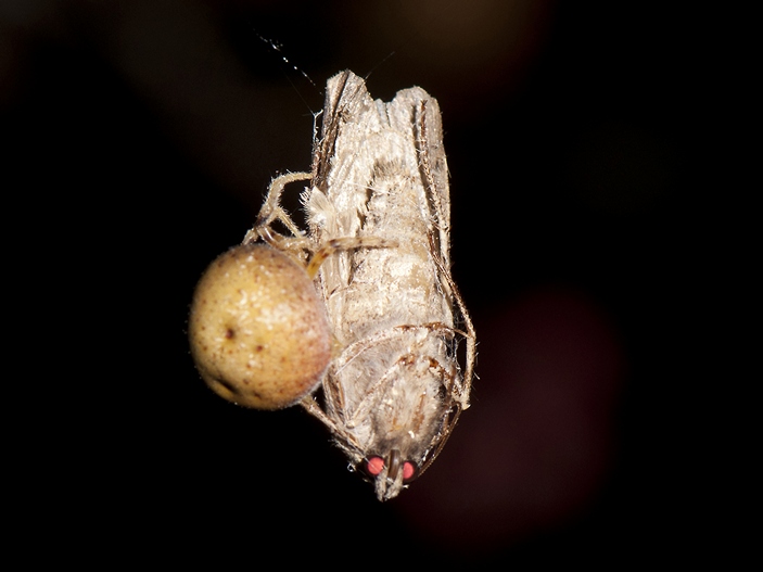 Mastophora timuqua