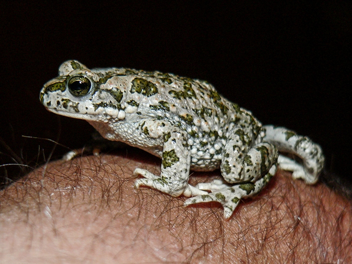 Bufo (pseudoraddei) baturae