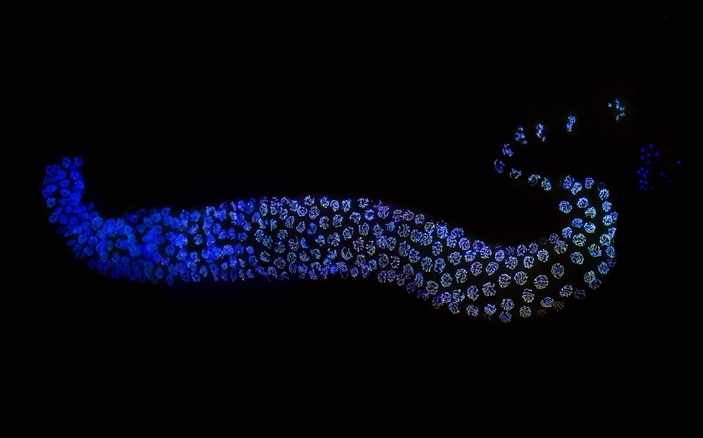 Мейоз в гонаде нематоды