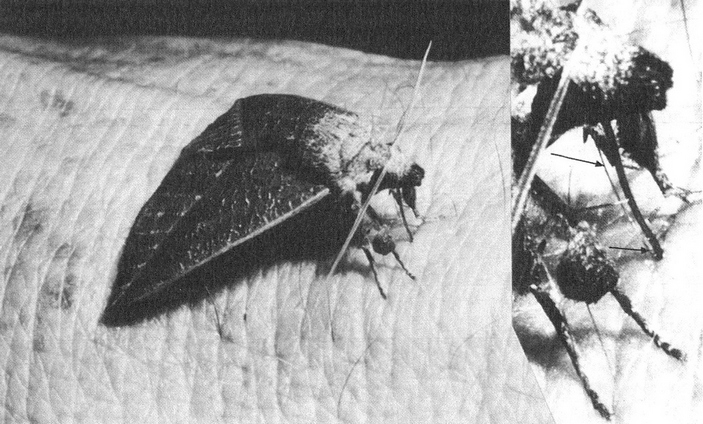 Calyptra_parva пьет кровь