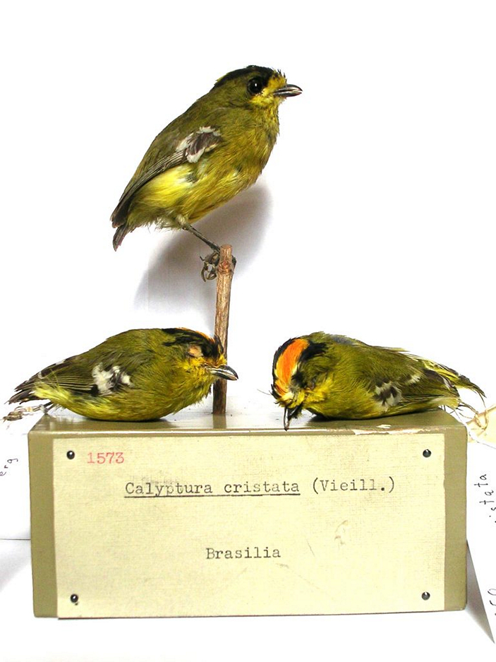 Calyptura cristata