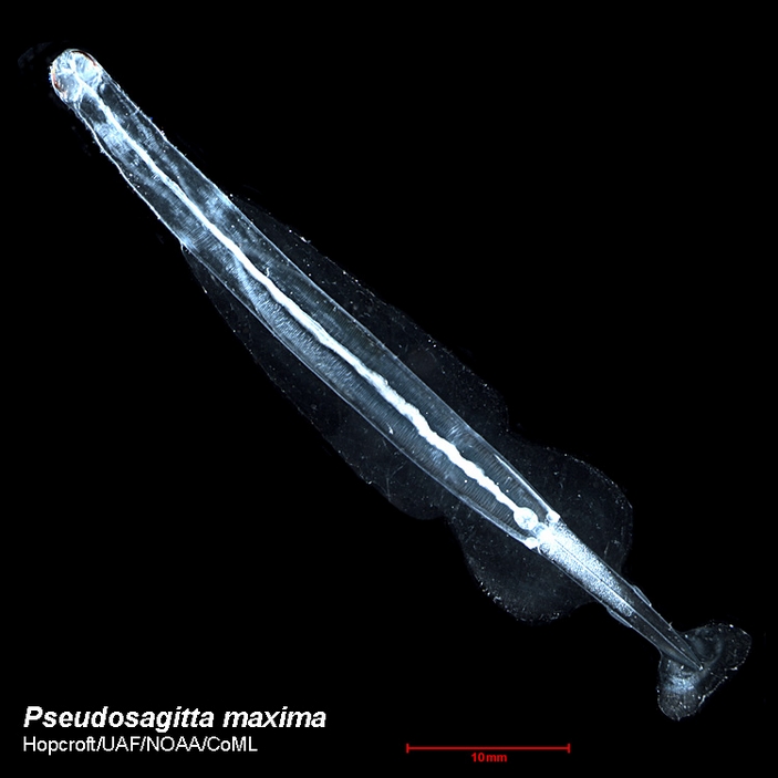 Pseudosagitta maxima