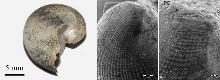 Цикатрикс эмбриональных раковин Cenoceras