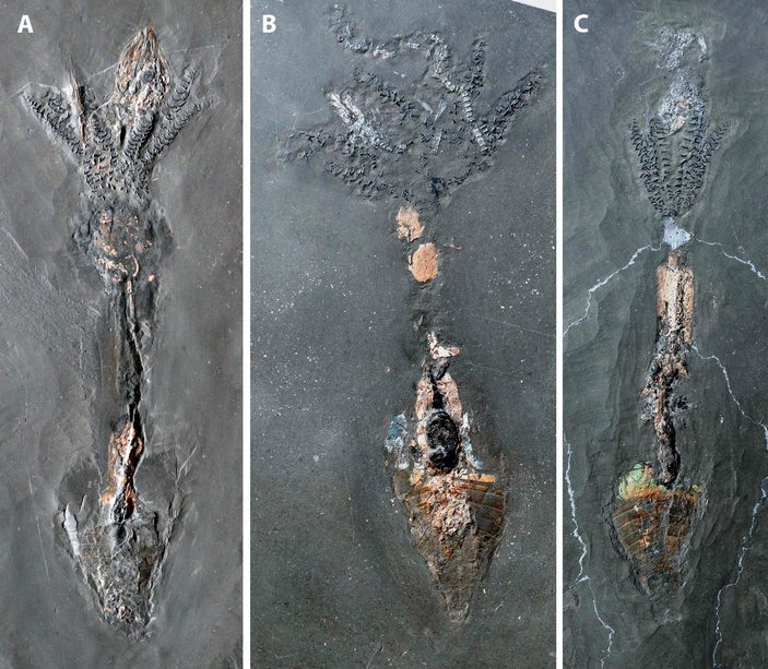 Три Clarkeiteuthis conocauda с рыбами