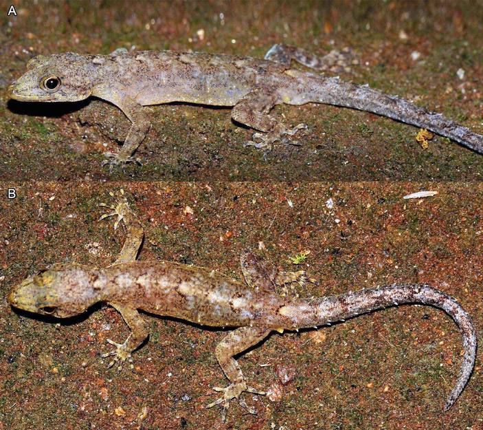 Cnemaspis butewai