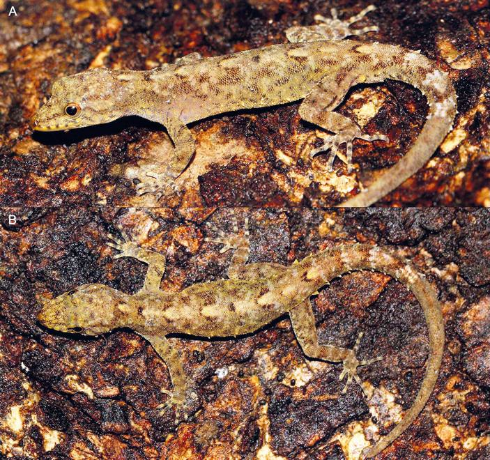 Cnemaspis kivulegedarai