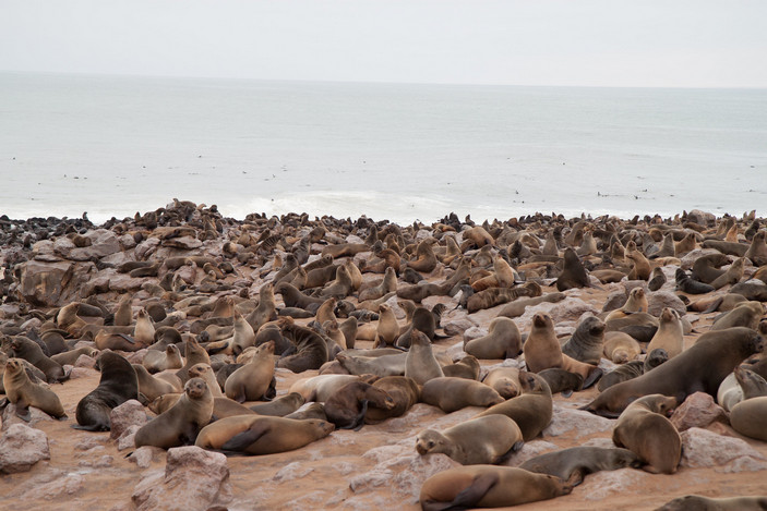 Капские морские котики