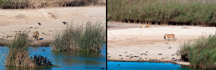 Львицы охотятся на бакланов