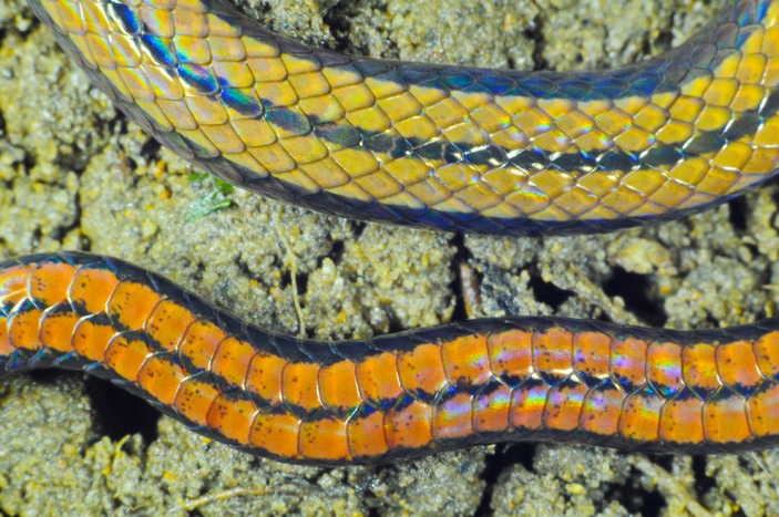 Colubroelaps nguyenvansangi