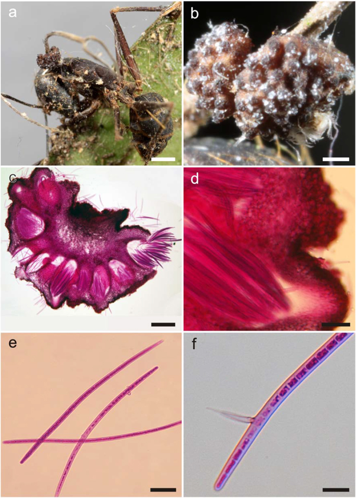 Строма Ophiocordyceps camponoti-melanotici на мертвом Camponotus melanoticus, вцепившемся в лист