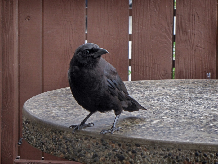 Corvus brachyrhynchos