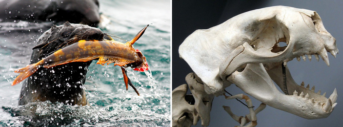 Северный морской котик