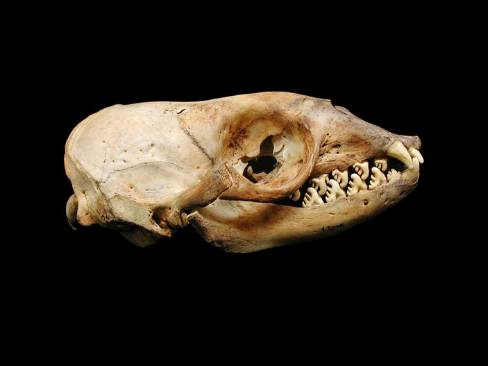 Череп крабоеда