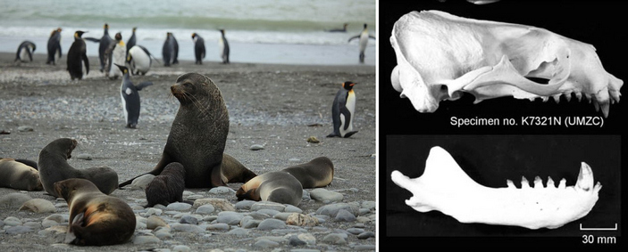 Кергеленские морские котики 