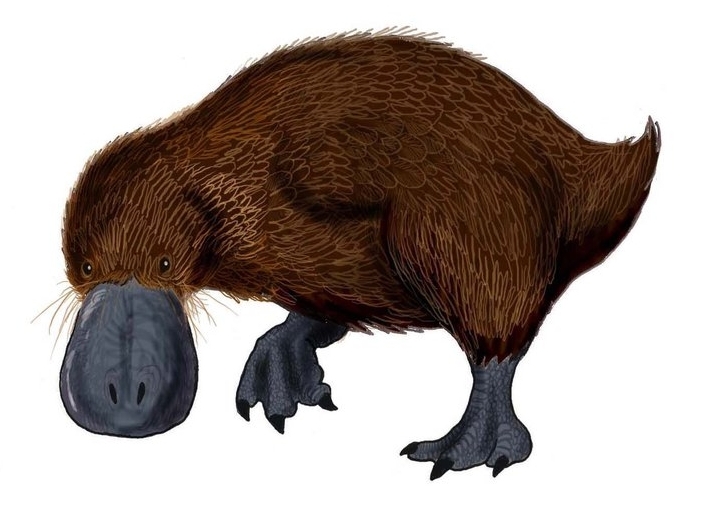 Talpanas lippa
