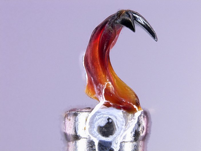 Зуб криптохитона