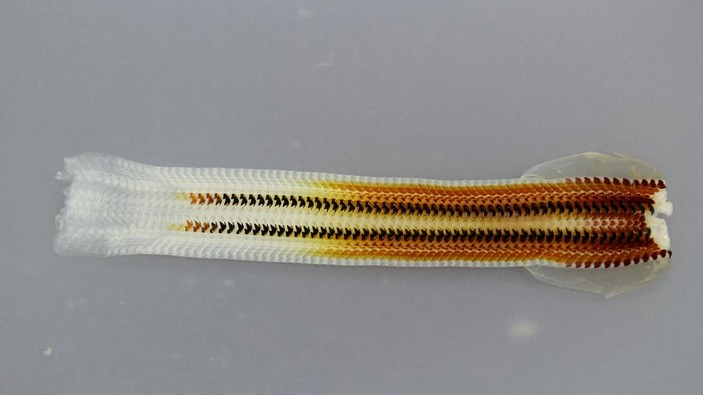 Ряды зубов криптохитона