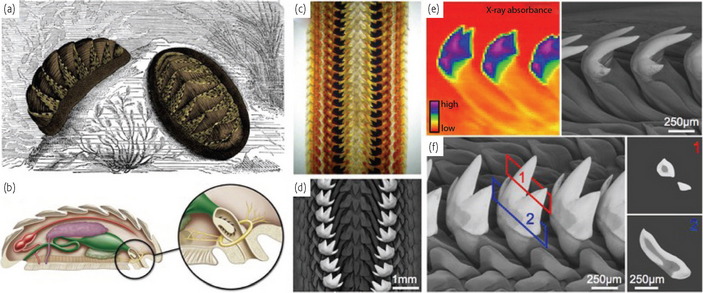 Морфология радулы криптохитона.