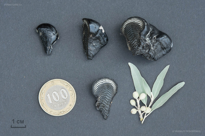 Daldinia concentrica с монетой