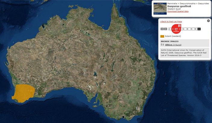 Ареал чернохвостой сумчатой куницы