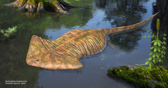 Складчатый диплокаулус