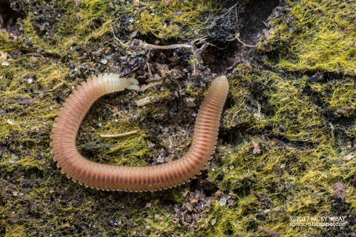 Хоботковая многоножка из семейства Siphonophoridae