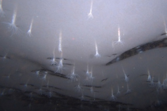 Актинии во льду