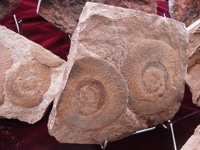 Eldonia berbera