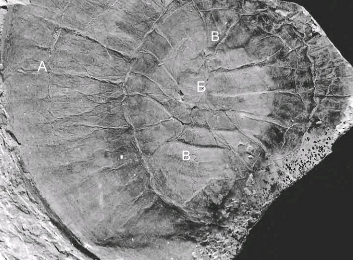 Eldonia eumorpha