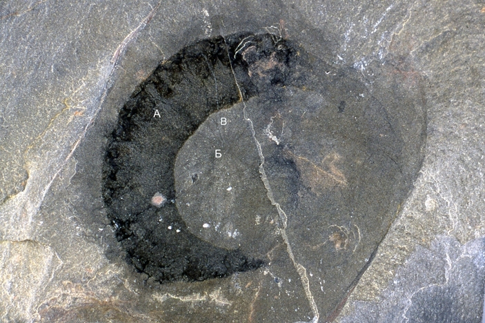 Eldonia ludwigi