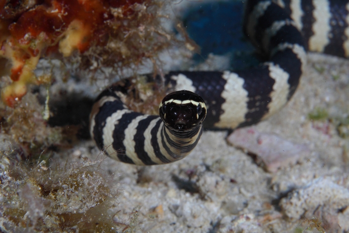Emydocephalus annulatus