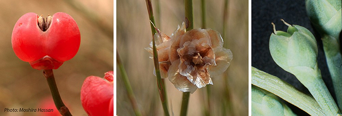 Три стратегии распространения семян у эфедры
