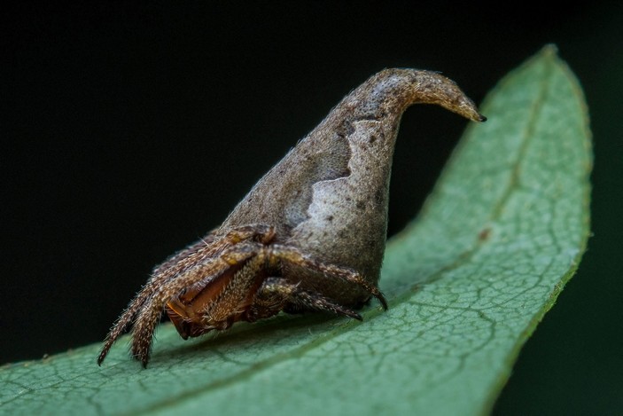 Eriovixia gryffindori