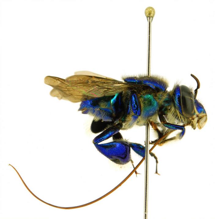 Euglossa asarophora