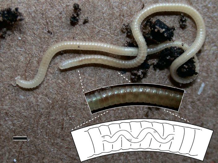 Многоножка Illacme plenipes