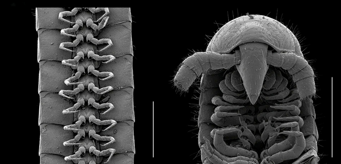 Тысяченожка Eumillipes под микроскопом