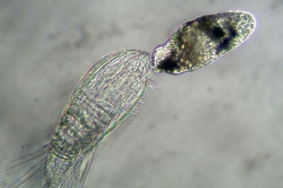 Вылупление таинственного ипсигона