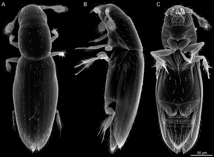 Перокрылка Scydosella musawasensis