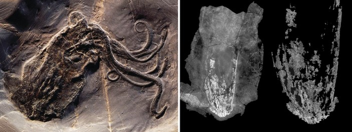 Proteroctopus ribeti
