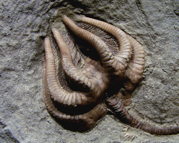 Ископаемая морская лилия Agaricocrinus americanus каменноугольного периода