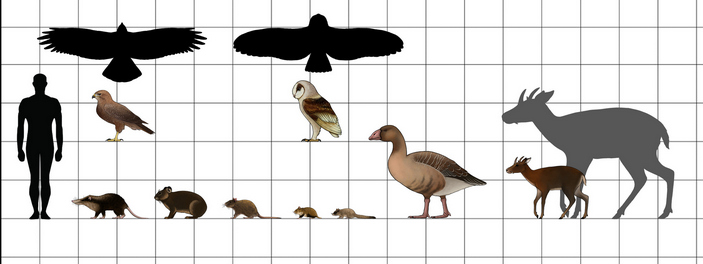 Сравнительный размер некоторых эндемиков Гаргано