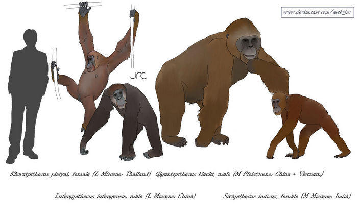 Сравнение размеров понгин