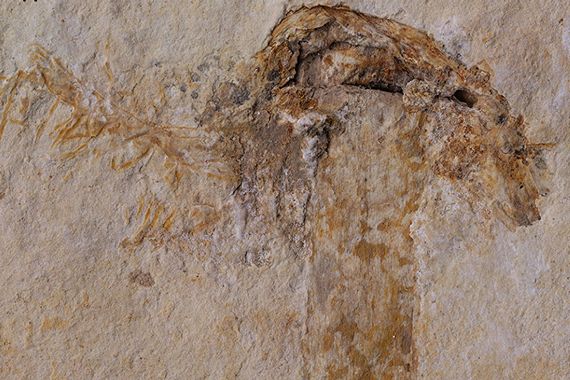 Древнейший шляпочный гриб