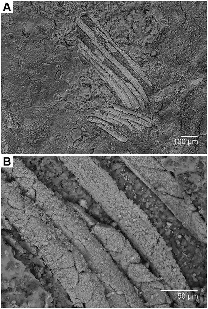 Gondwanagaricites magnificus